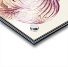 White cabbage in vintage style Acrylic print