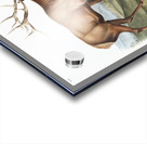 American Elk Cervus Canadensis  Impression Acrylique