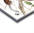 Soft-haired Squirrel Sciurus mollipilosus  Acrylic print