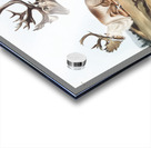 Caribou or American Rein Deer Tarandus furcifer  Acrylic print