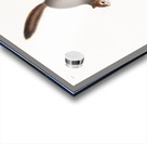 Ground Squirrel Tamias Townsendii  Acrylic print