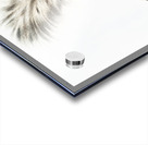 Large-tailed Skunk Mephitis macroura  Acrylic print