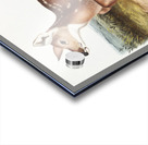 Columbian Black-tailed Deer Cervus Richardsonii  Acrylic print