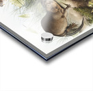 Musk-Rat Musquash Fiber Zibethicus  Acrylic print