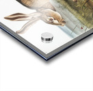 Texian Hare Lepus Texianus  Acrylic print