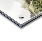 Meadow Mouse Arvicola Pennsylvanicus  Acrylic print