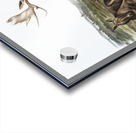 Moose Deer Servus alces  Acrylic print