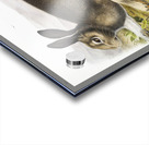 Polar Hare Lepus glacialis  Acrylic print