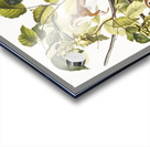 Bay Squirrel Chickaree Red Squirrel Sciurus Hudsonius  Acrylic print