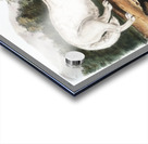 White American Wolf Canis lupus  Acrylic print