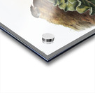 Least Shrew Sorex parvus  Acrylic print