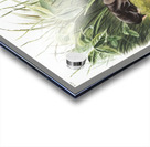 Shrew Mole Scalops Townsendii  Acrylic print