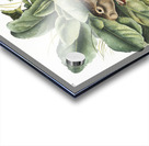 Black-tailed Hare Lepus negricaudatus  Acrylic print