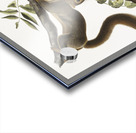 Orange-bellied Squirrel Sciurus sub-auratus  Impression Acrylique