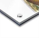 Star-nose Mole Condylura cristata  Acrylic print