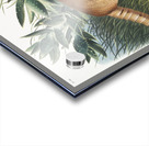 Nine-banded Armadillo Dasypus Peba  Acrylic print