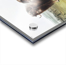 Musk Ox Ovibos moschatus  Acrylic print