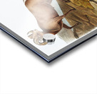 Rocky Mountain Sheep Ovis montana  Acrylic print