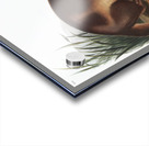 Canada Otter Lutra Canadensis  Acrylic print