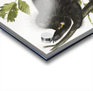 Canada Porcupine Nystrix dorsata  Acrylic print