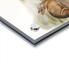 Hare Lepus Bachmani  Acrylic print