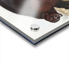 Wolverine Gulo luscus  Acrylic print