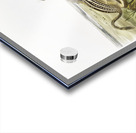 Leopard Spermophile Spermophilus tridecemlineatus  Acrylic print