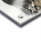 Leopard Spermophile Spermophilus tridecemlineatus  Acrylic print