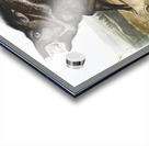 Collared Peccary Dycoteles torquatus  Acrylic print