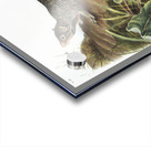 Large-tailed Spermophile Spermophilus macrourus  Acrylic print