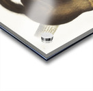 Marten Mustela Canadensis  Acrylic print