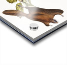 Cougar Felis concolor  Acrylic print