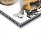 Fox Squirrel Sciurus capistratus  Acrylic print