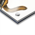 Cat Squirrel Sciurus cinereus  Acrylic print