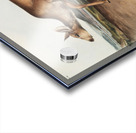 Black-tailed Deer Cervus macrotis  Acrylic print