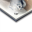 Cotton Rat Arvicola hispidus  Acrylic print