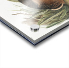 Californian Hare Lepus californicus  Acrylic print