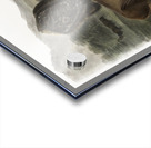 Californian Hare Lepus californicus  Acrylic print