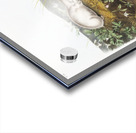 Hudson Bay Lemming Myodes Hudsonius  Acrylic print