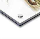 Yellow cheeked Meadow Mouse Arvicola xanthognathus  Acrylic print