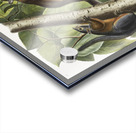 Red Texan Wolf Canis lupus  Acrylic print