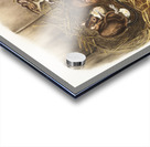 Black Rat Mus Rattus et var  Acrylic print