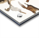 Flying Squirrel Pteromys volucella  Acrylic print