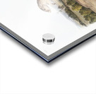 Mexican Marmot Squirrel Spermophilus Mexicanus  Acrylic print