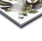 Hare Squirrel Sciurus leporinus  Acrylic print