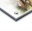 Missouri Mouse Mus missouriensis  Acrylic print