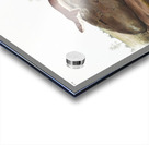 Little American Brown Weasel Mustela fusca  Acrylic print