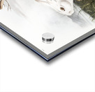 Northern Hare in winter Lepus Americanus  Acrylic print