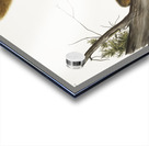 Red-tailed Squirrel Sciurus rubricaudatus  Acrylic print