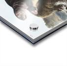 Sea Otter Enhydra marina  Acrylic print